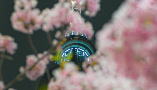夜の東京スカイツリーと桜